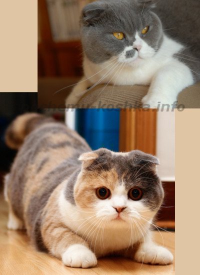 Скоттиш фолд (порода кішок шотландська капловуха)   зовнішність, характер, ціна і вибір кошеня