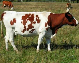 Айширская корова особливості породи