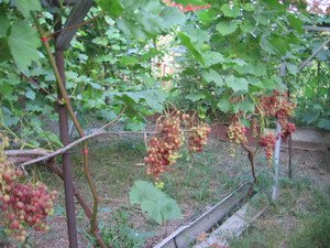 Детальний опис з фото сорти винограду кишмиш Велес (відео матеріал)