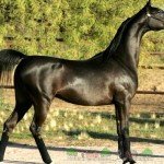 Арабська чистокровна порода коней, їх фото та відео