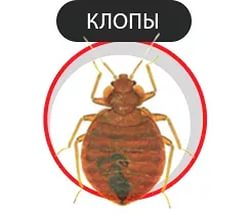 Боротьба з клопами своїми силами та службами по професійного цькуванню: препарати для боротьби в домашніх умовах
