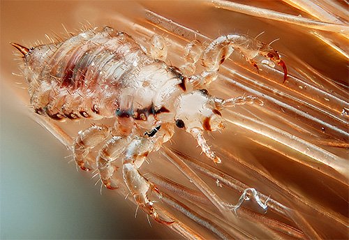 Домашні комахи: фото та назви маленьких паразитів і шкідників