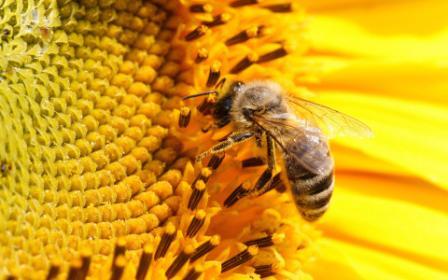 Розведення бджіл для початківців
