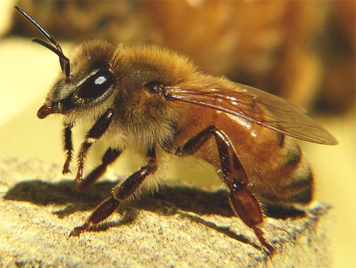 Шершні вбивці проти бджіл: хто кого?