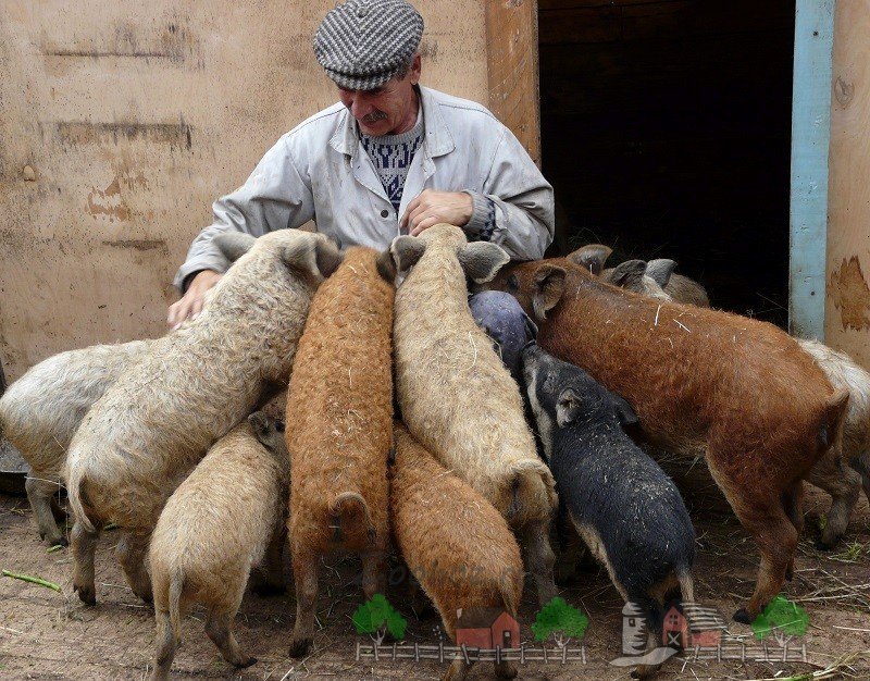 Кучерява угорська порода свиней пухова Мангалиця