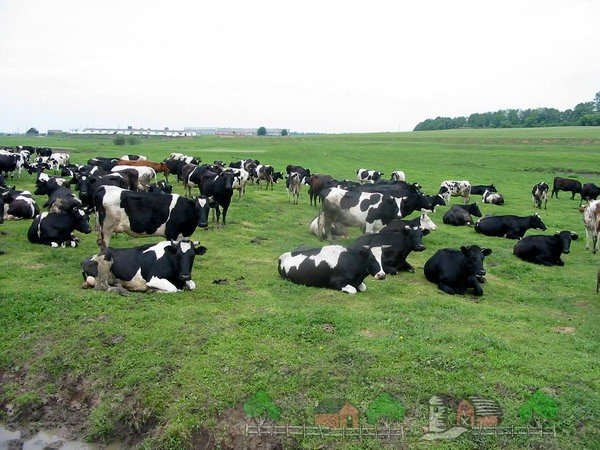 Утримання молочних корів і телят в домашніх умовах