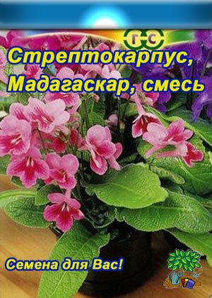 Як виростити стрептокарпус з насіння в домашніх умовах?