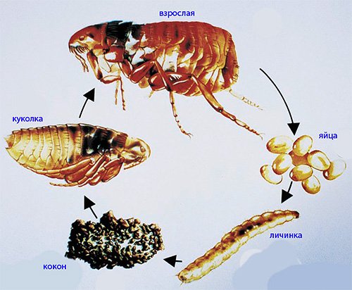 Статеві блохи і як від них позбавитися Статеві блохи і як від них позбавитися