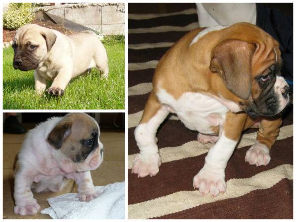 Рахіт у собак та цуценят: симптоми і лікування хвороби росту