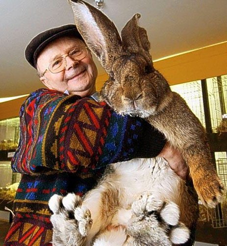Найцікавіші факти про кроликів