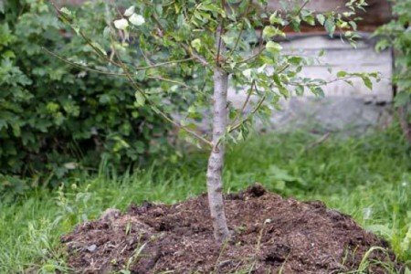 Вишня Тургенівська: опис сорту, посадка, догляд, хвороби