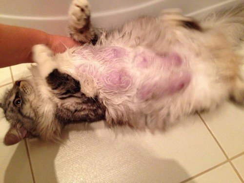 Мастит у кішки: причини виникнення та методи лікування