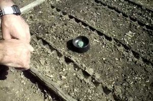 Яка технологія вирощування моркви у відкритому грунті (відео інструкція)?