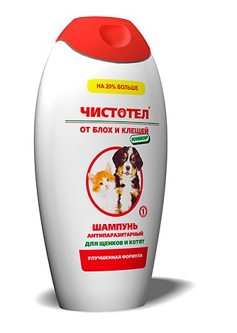 Блохи у кішок: як вони виглядають на фото і як з ними боротися