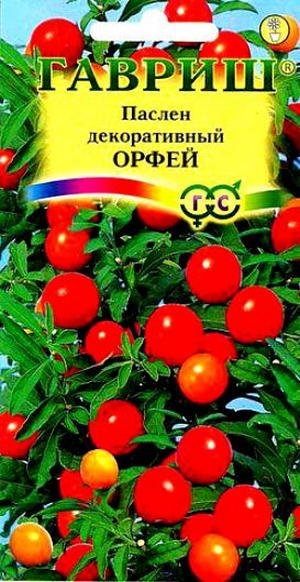 Як вирощувати і доглядати за пасльоном кімнатним?