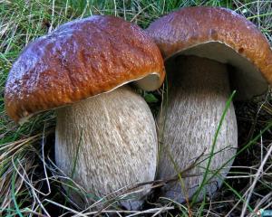 Неїстівні гриби двійники