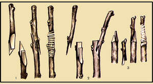 Щеплення плодових дерев навесні кращими способами