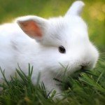 Чим годувати декоративного кролика в домашніх умовах