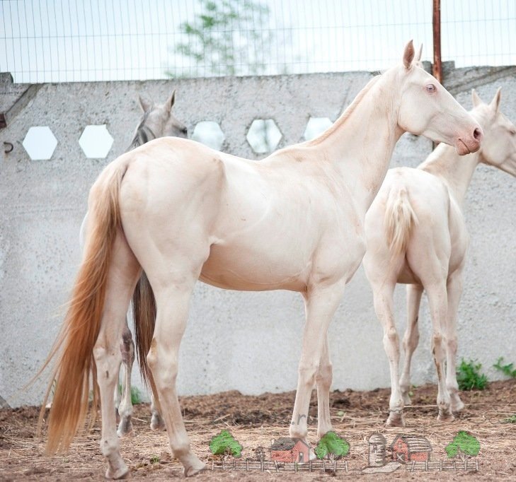 Огляд найкрасивіших коней у світі: фото та відео