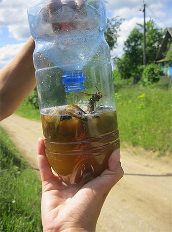 Пастка для шершнів і ос