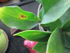 Як здійснюється розмноження заміокулькаса в домашніх умовах листом і гілкою