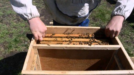 Пересадка пчелопакета у вулик: як правильно пересадити