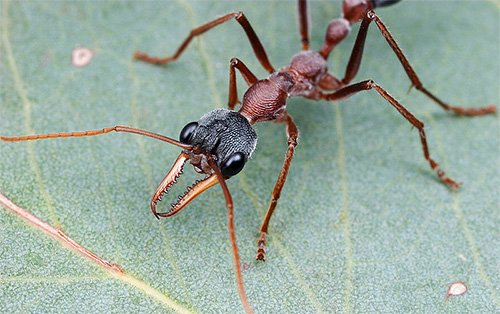 Мурахи бульдоги: опис життя і фото цих комах