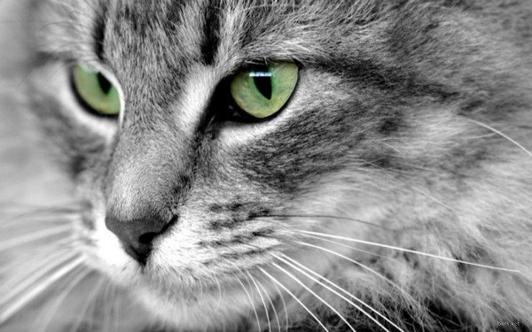 У кішки течуть очі   основні причини і методи лікування