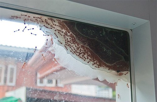 Знищення домашніх мурашок в квартирі Знищення домашніх мурашок в квартирі