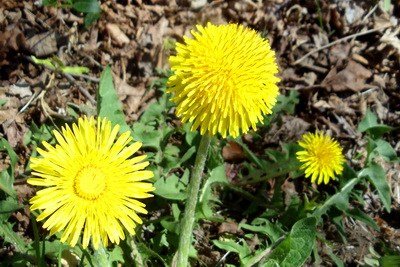 ТОП 10 засобів   Лікування жовчнокамяної хвороби народними засобами