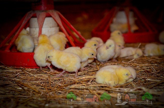 Що робити якщо курчата падають на ноги: причини й рішення