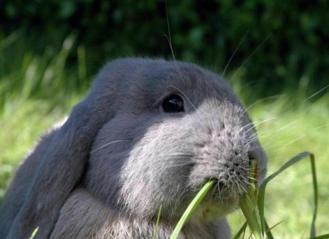 Чи можна годувати кроликів щавлем: всі за і проти