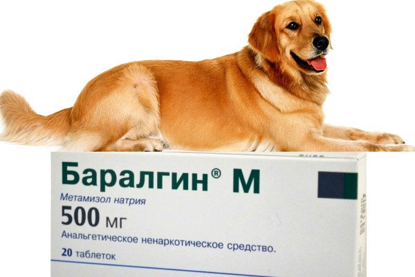 Баралгін для собак: опис препарату та його застосування