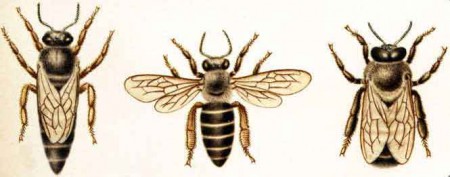Все про робочих бджіл: розміри, життя, чим харчуються, фото