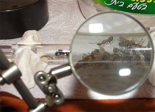 Як готуються до зими мурашки і де вони зимують