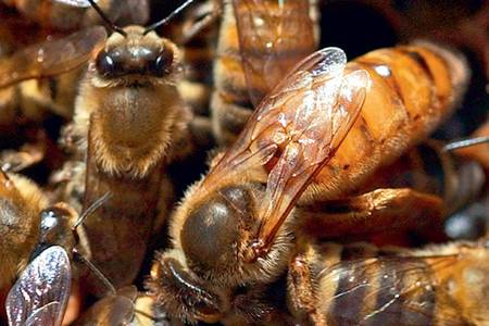 Бджола трутовка: як виправити сімю і матку (фото, відео)
