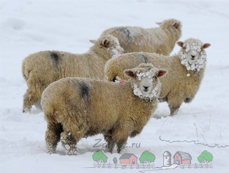 Що їдять вівці і як їх годувати в домашніх умовах
