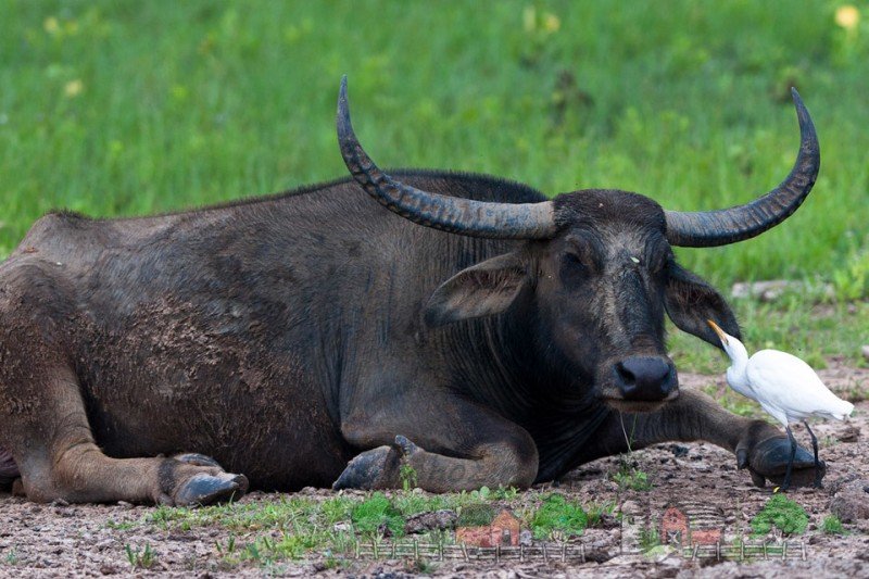 Де і в якій країні живуть буйволи: огляд і фото