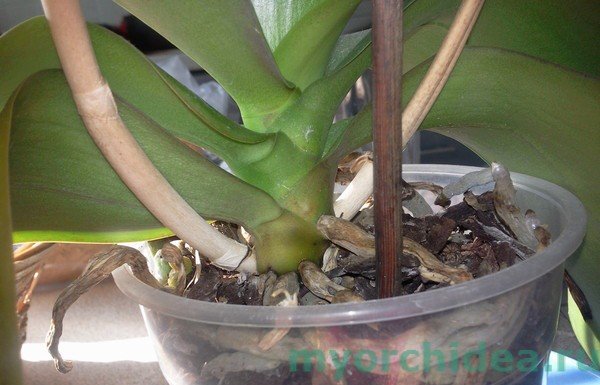 Реанімація без коріння орхідеї в домашніх умовах
