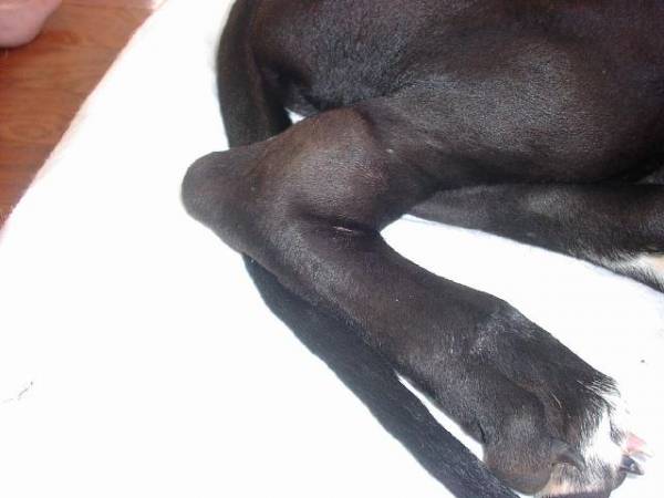 Бореліоз у собак   все про хвороби Лайма