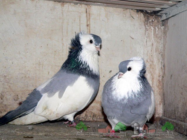 Що голуби їдять і чим їх годувати в домашньому господарстві
