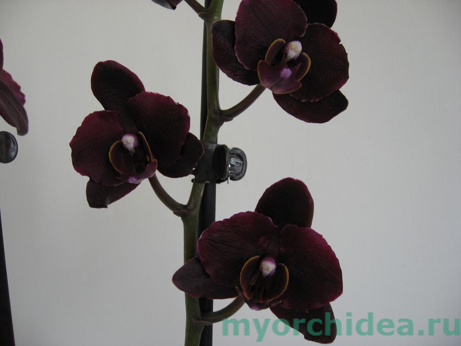 Чорна орхідея квітка: фото та особливості догляду