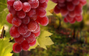 Розмноження винограду відводками – детальна інструкція з рекомендаціями відео