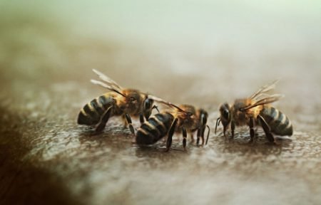 Ліки для бджіл: список препаратів