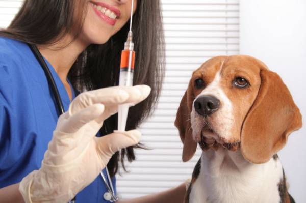 Бордетеллез у собак   небезпечне інфекційне захворювання