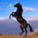 Огляд коней породи Мустанг: їх опис, фото і відео