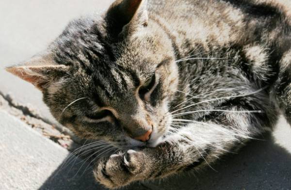 Розтягнення звязок у кішки: вчимося визначати і лікувати
