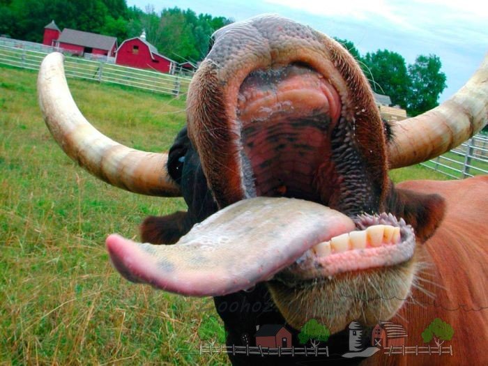 Анатомія і будова корови: фото і відео огляд