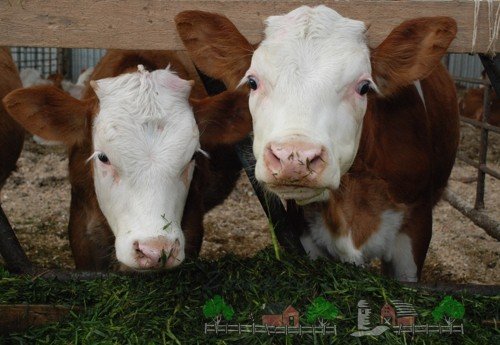 Лейкоз у корів: симптоми і лікування хвороби