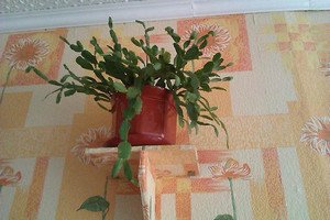 Як правильно здійснювати догляд та розмноження в домашніх умовах шлюмбергеры